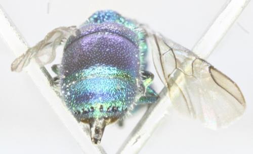 Trichrysis cyanea